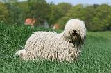 KOMONDOR 065